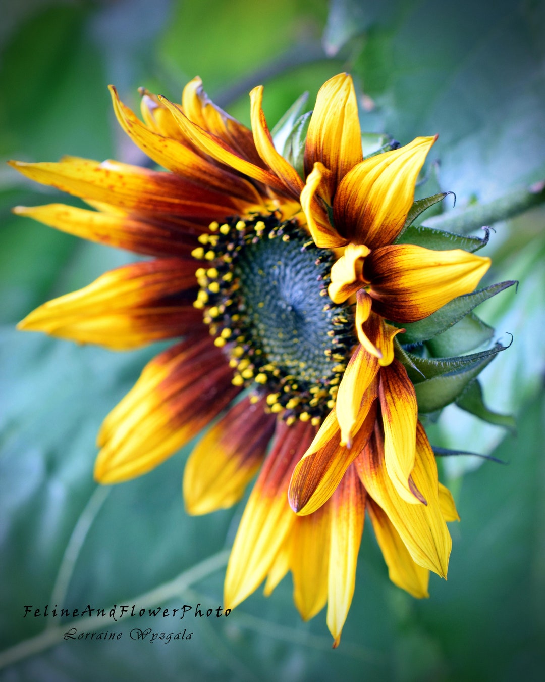Sunflower Photography Flower Photo Wall Decor Yellow Flower Poster sunflower-photography-flower-photo-wall-decor-yellow-flower-poster