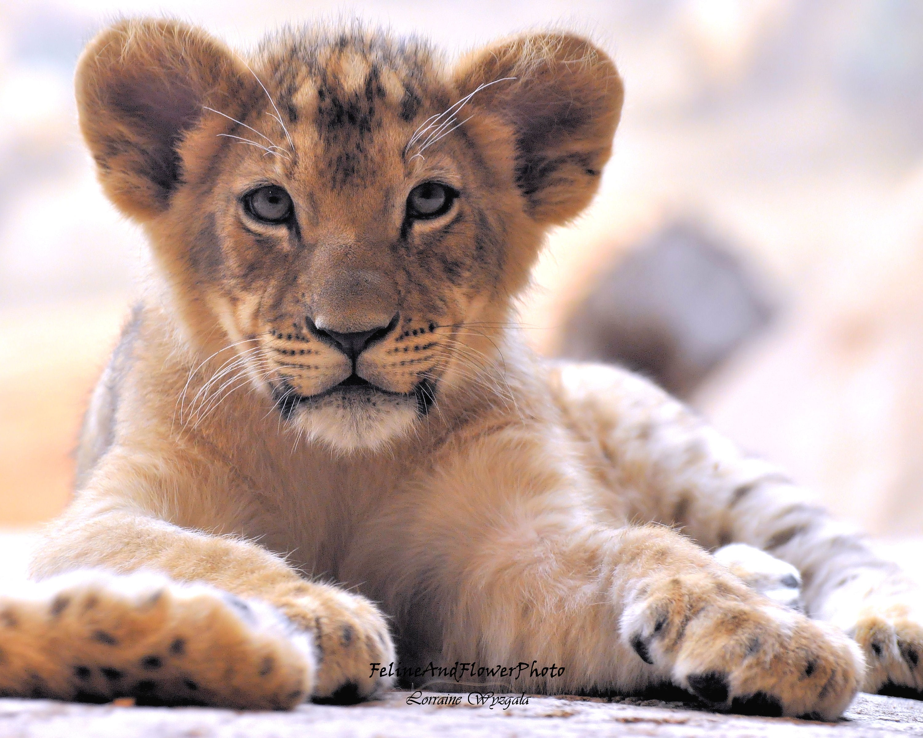 African Lion Photo Lion Cub Photo Lion Photography Lion Print Nursery