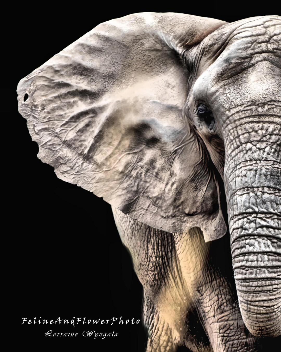 African Elephant Photography, Wildlife Photos, Elephant Portrait ...