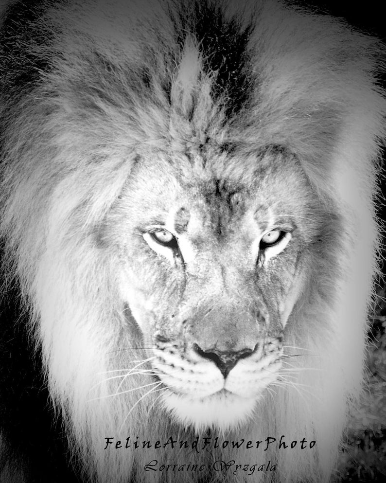 African Lion Photography, Lion Wall Art, Black and White Photograph