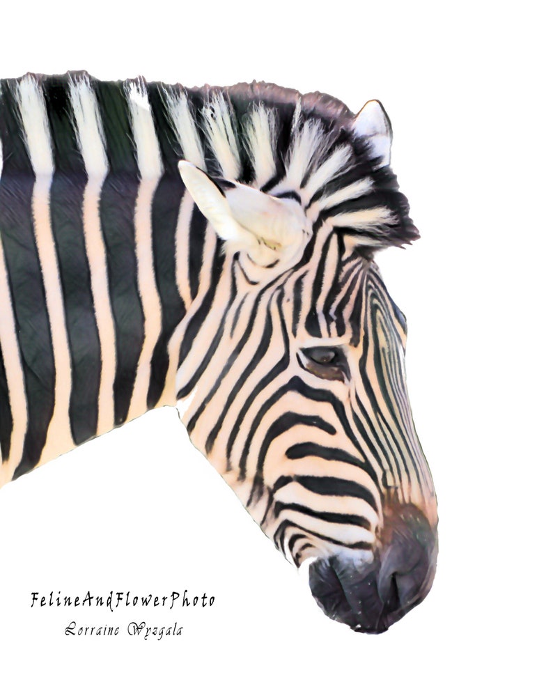 Nursery Safari Wall Art, Set of 3 Prints, Baby Room, Child Room