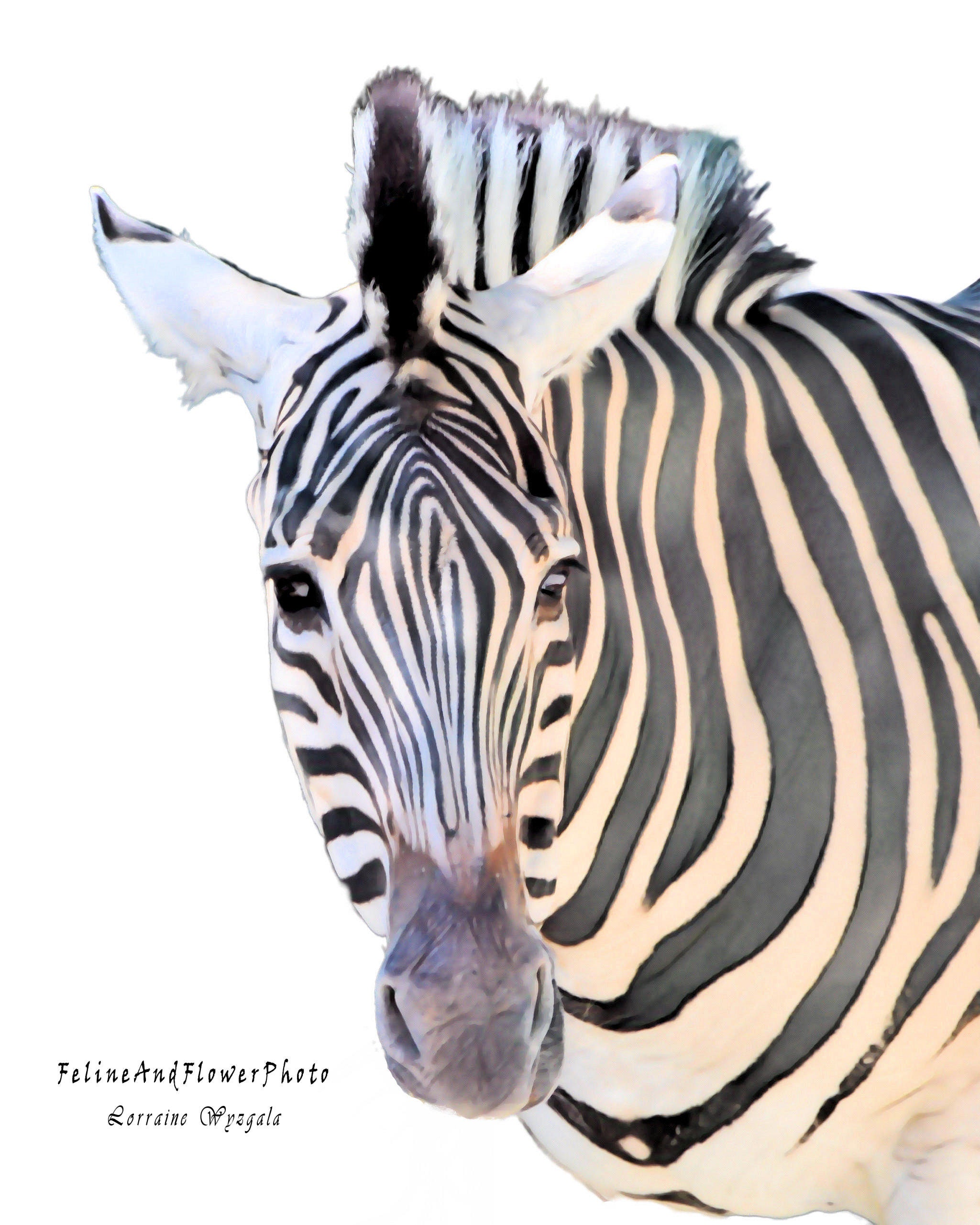 Nursery Safari Wall Art, Set of 3 Prints, Baby Room, Child Room