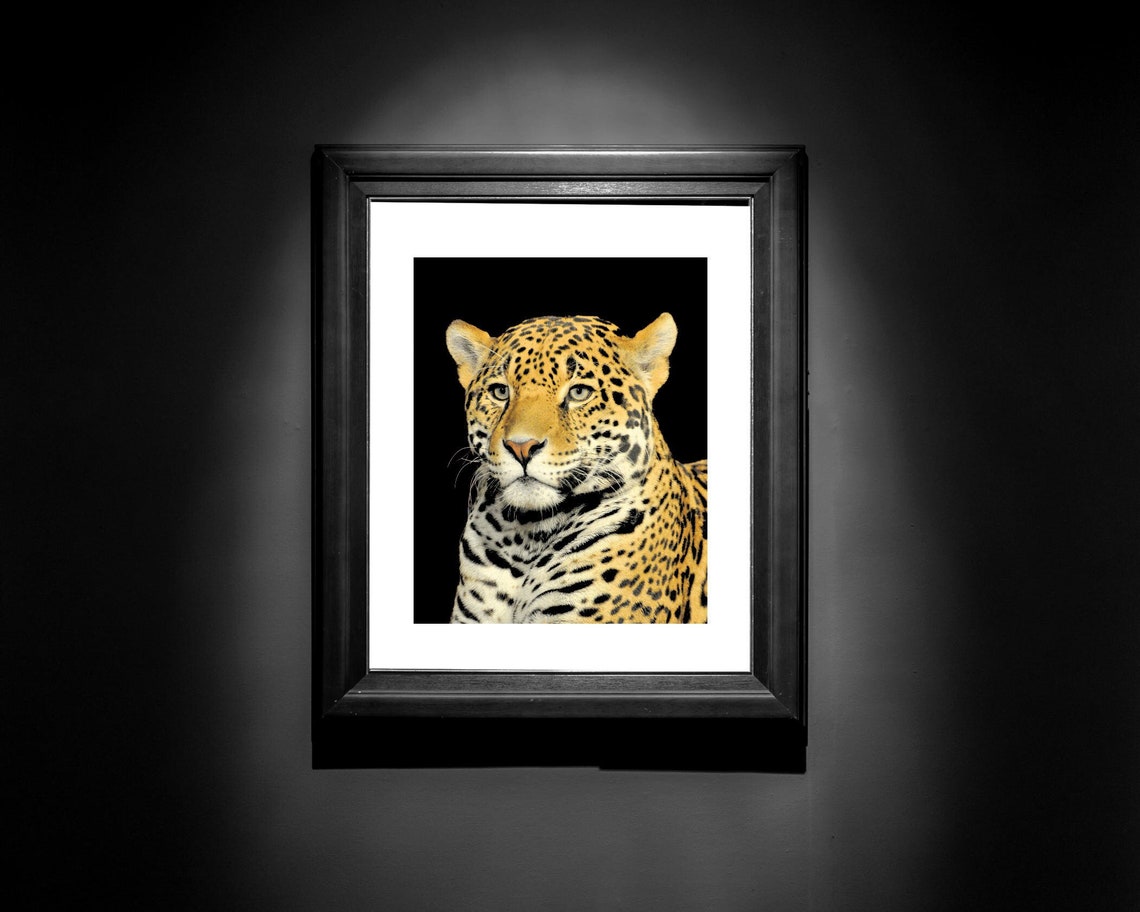 Jaguar Photography, Jaguar Wall Art, Jaguar Photos, Animal Photos, Big