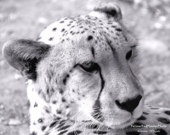 Cheetah Photos - Cheetah Wall Art - Black and White Photography - Cheetah Photography - Cheetah Poster - Wildlife Photography