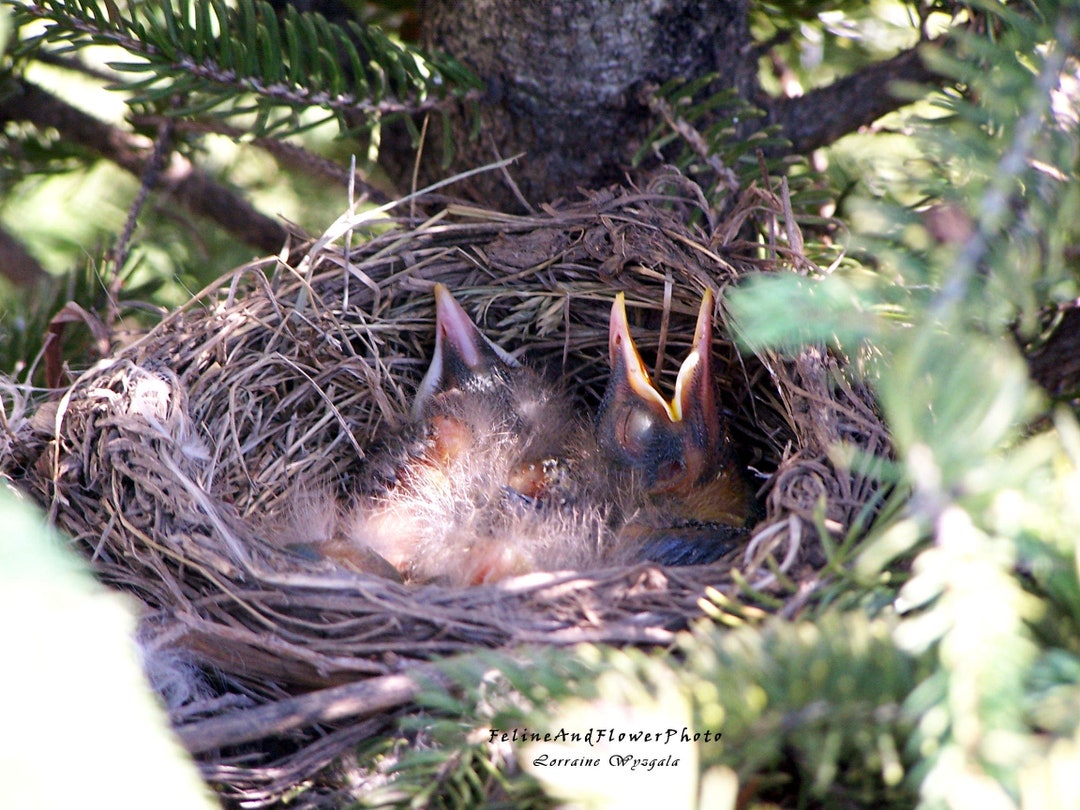 Robin Nest Photography Robin Eggs Baby Chicks Nest Photo Etsy