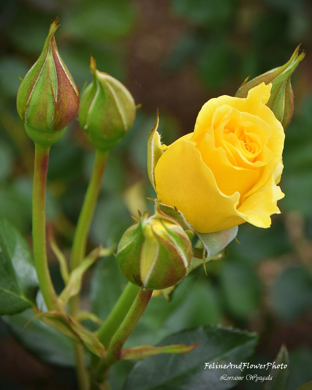 Yellow Rose Photography Flower Photography Flower Photo Rose