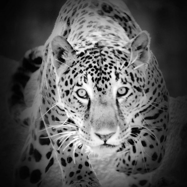 Jaguar Photography, Jaguar Print, Big Cat Photos, Jaguar Wall Art, Nature Photos, Black and White Photography, Jungle Cat Photos, Wall Decor