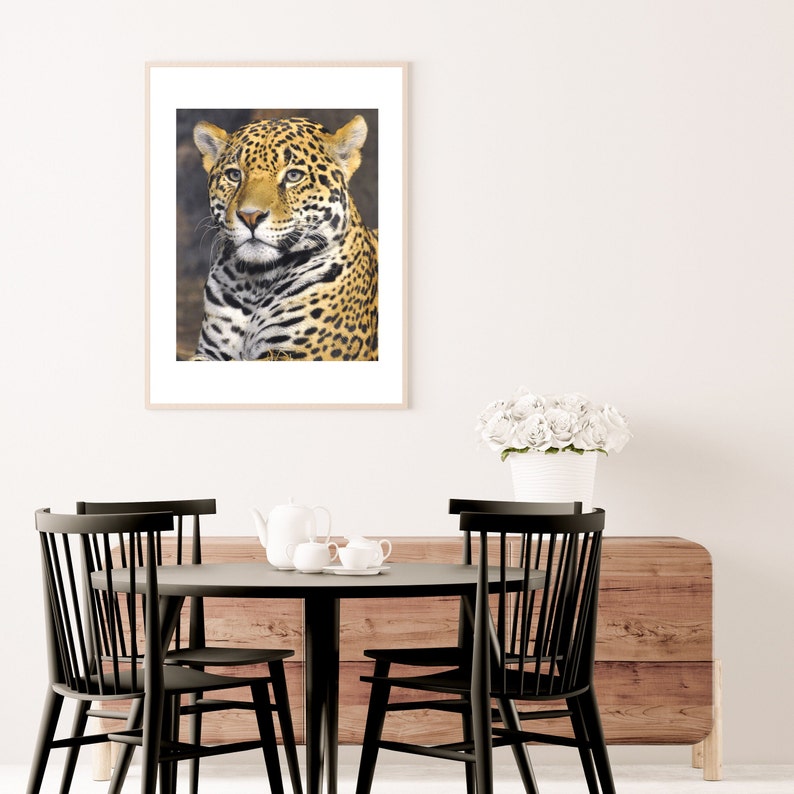Jaguar Photography Jaguar Wall Art Jaguar Photos Animal Etsy