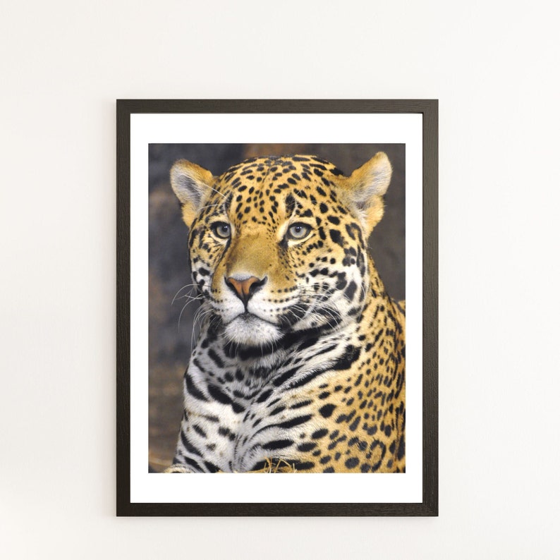 Jaguar Photography Jaguar Wall Art Jaguar Photos Animal Etsy