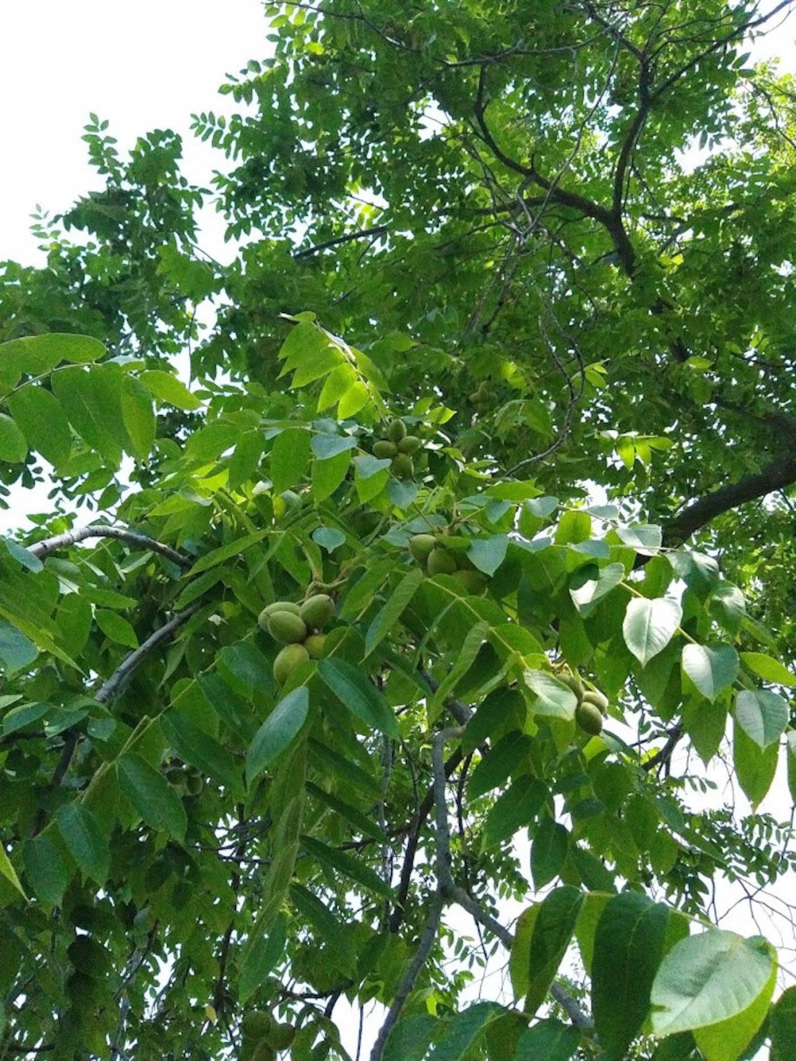 Butternut Tree Seeds Juglans Cinerea Stratified & Ready to Etsy Canada