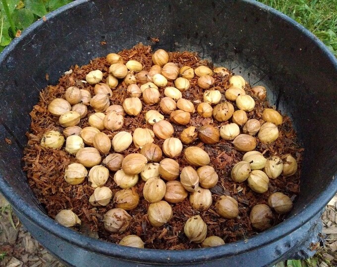 Shagbark Hickory Tree Seeds Carya Ovata Fresh 2022 Seed Seed Packets of 5, 20, 100 Etsy