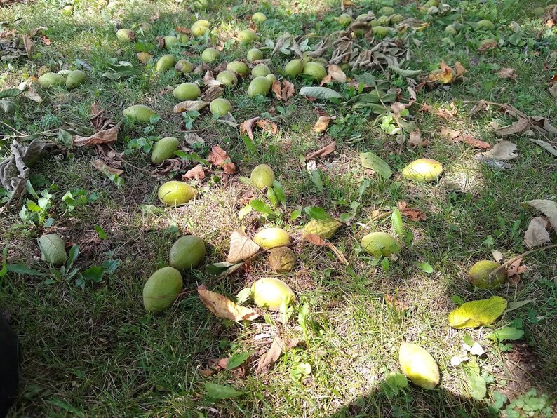 Butternut Tree Seeds Juglans Cinerea Stratified & Ready to Etsy Canada