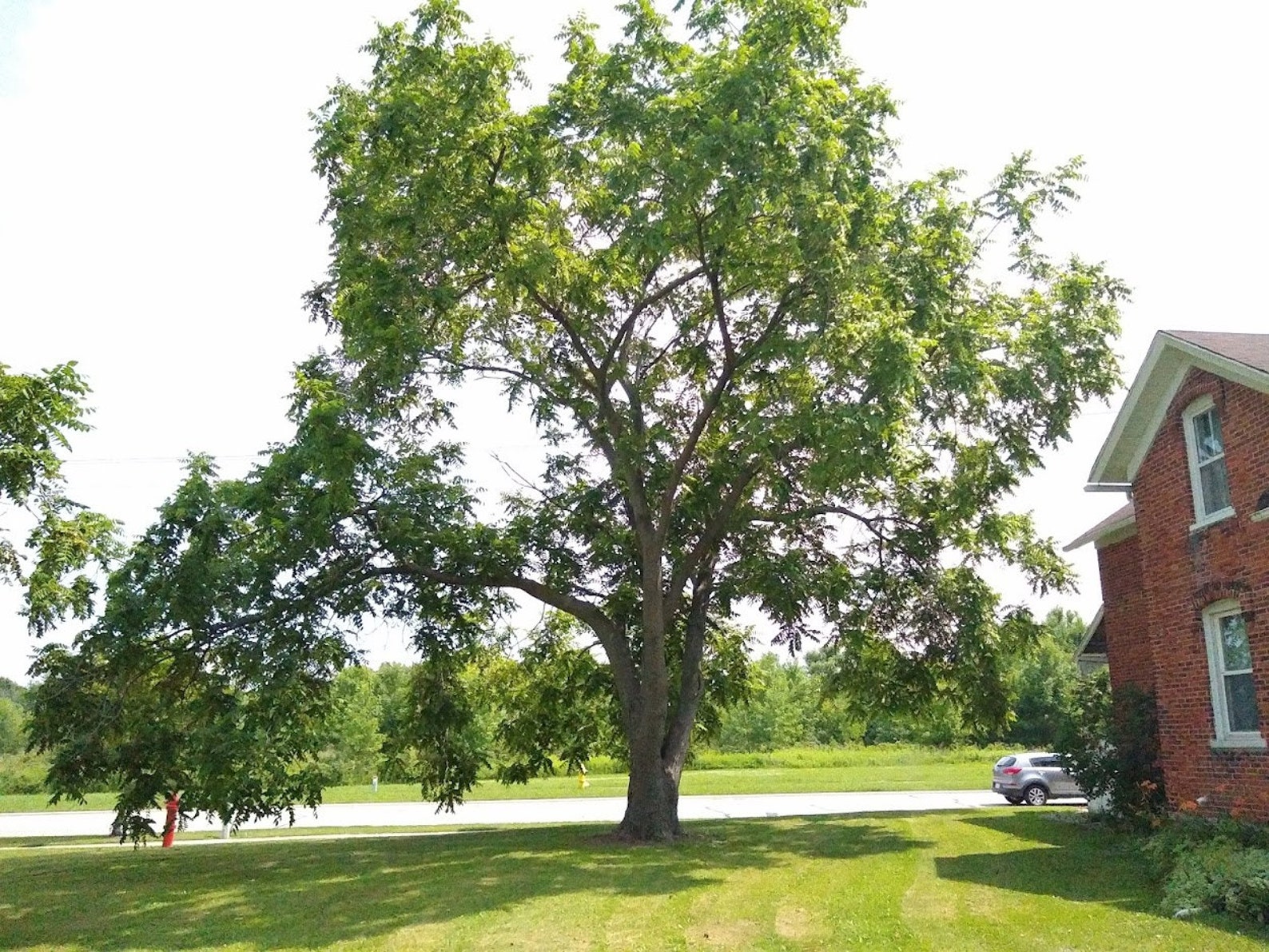 American Butternut tree seedlings 1'3' Juglans Etsy