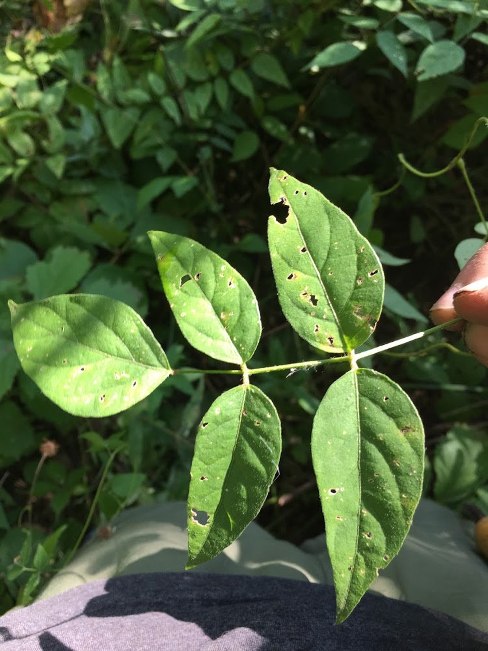 Hopniss tubers AKA Groundnut Potato Bean Apios americana | Etsy