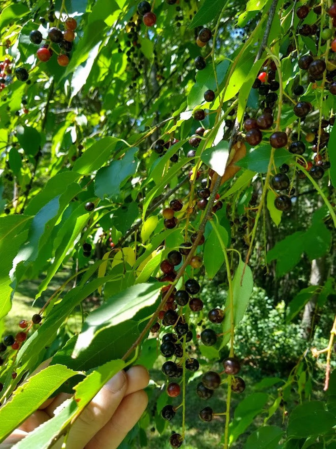 Wild Black Cherry Tree Seeds Prunus Serotina Fresh 2022 Etsy