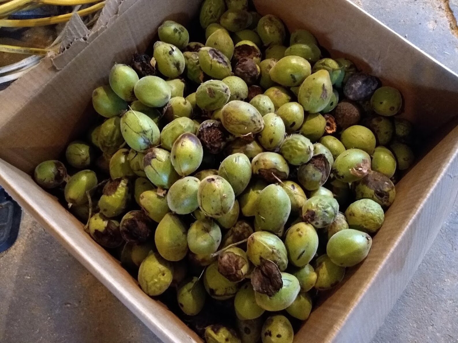 American Butternut tree seedlings 1'3' Juglans Etsy