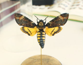 Totenkopf-Sphinx-Schmetterling, ausgestopft unter Glocke: Acherontia atropos (Entomologie, Insekten, Präparatoren)