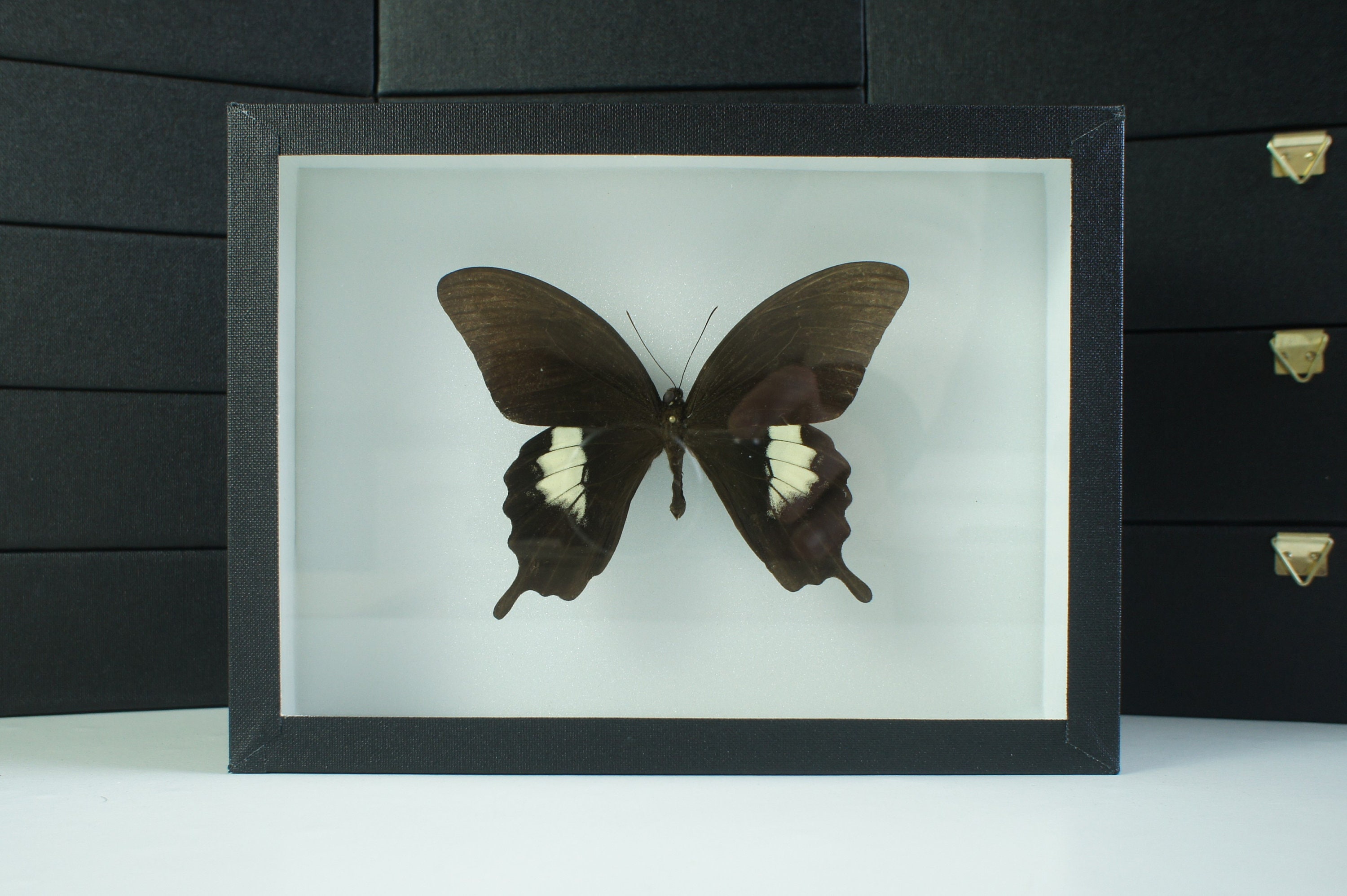 Insecte Naturalisé, Cadre Entomologie - Papillon Papilio Albinus