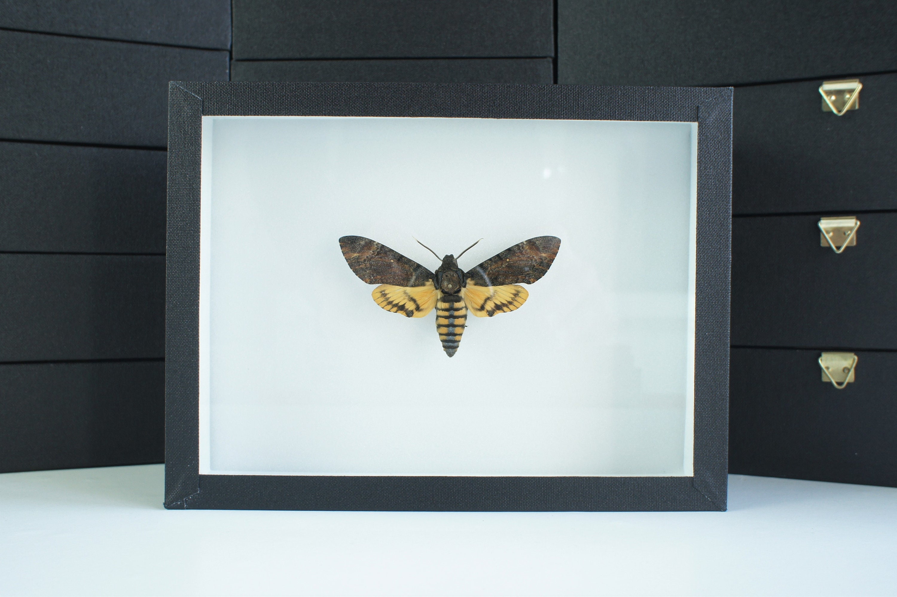 Insecte Naturalisé, Cadre Entomologie - Papillon Acherontia Styx
