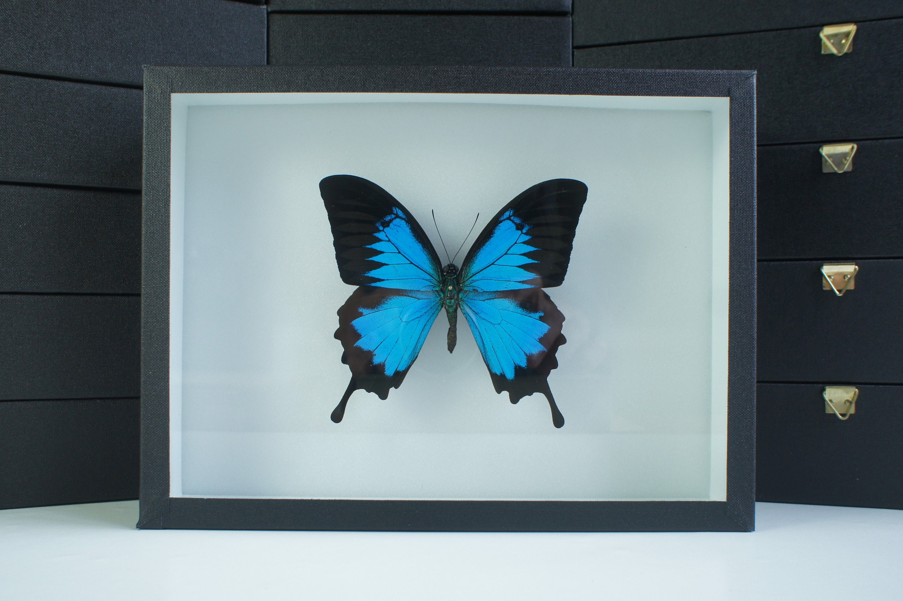 Insecte Naturalisé, Cadre Entomologie - Papillon Papilio Ulysses