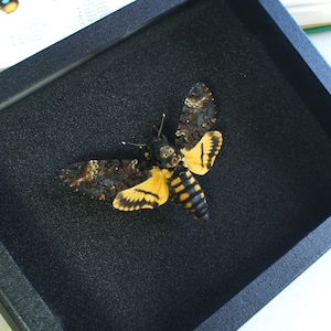 Può includere: Un esemplare di insetto incorniciato di una Sfinge della Morte con segni neri, gialli e marroni. La falena è esposta su uno sfondo nero.