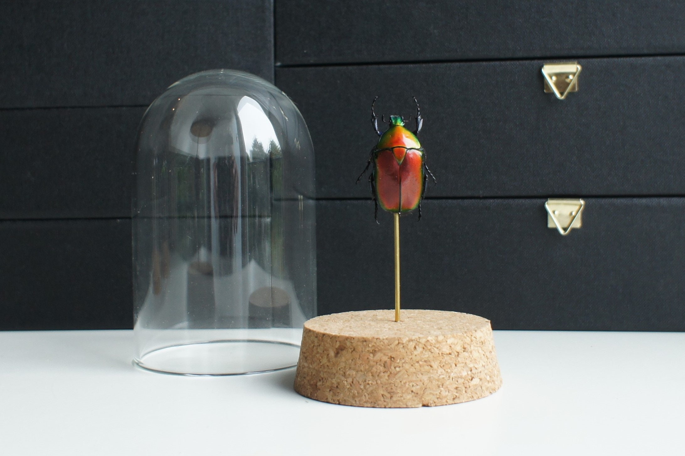 Insecte Naturalisé, Cloche Entomologie - Coléoptère Torynorrhina Flammea