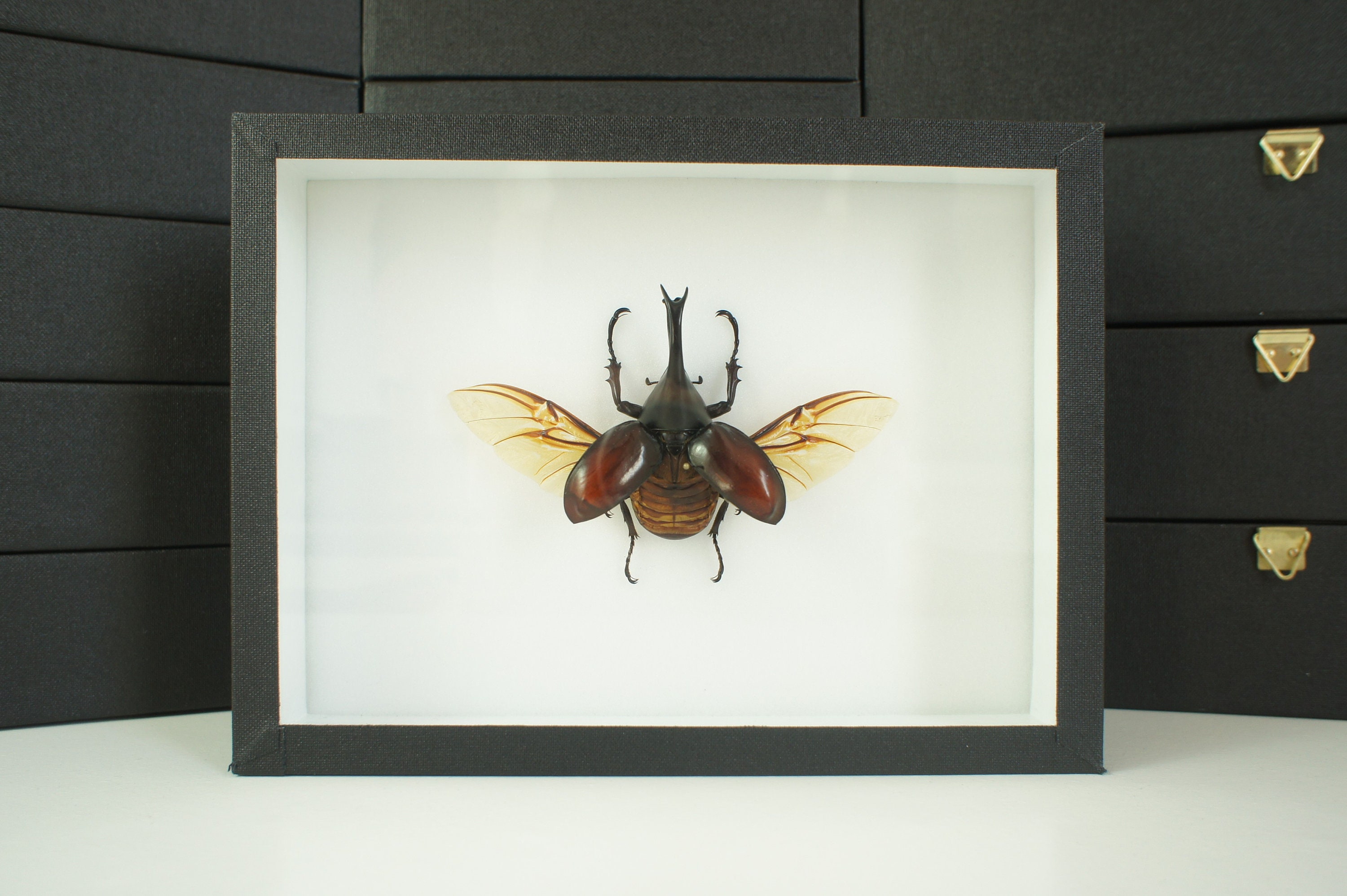 Insecte Naturalisé, Cadre Entomologie - Coléoptère Xylotrupes Gideon