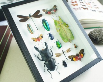 Collection d'insectes naturalisés épinglés sous cadre entomologique (Taxidermie, entomologie)