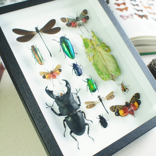 Collection d'insectes naturalisés épinglés sous cadre entomologique (Taxidermie, entomologie)