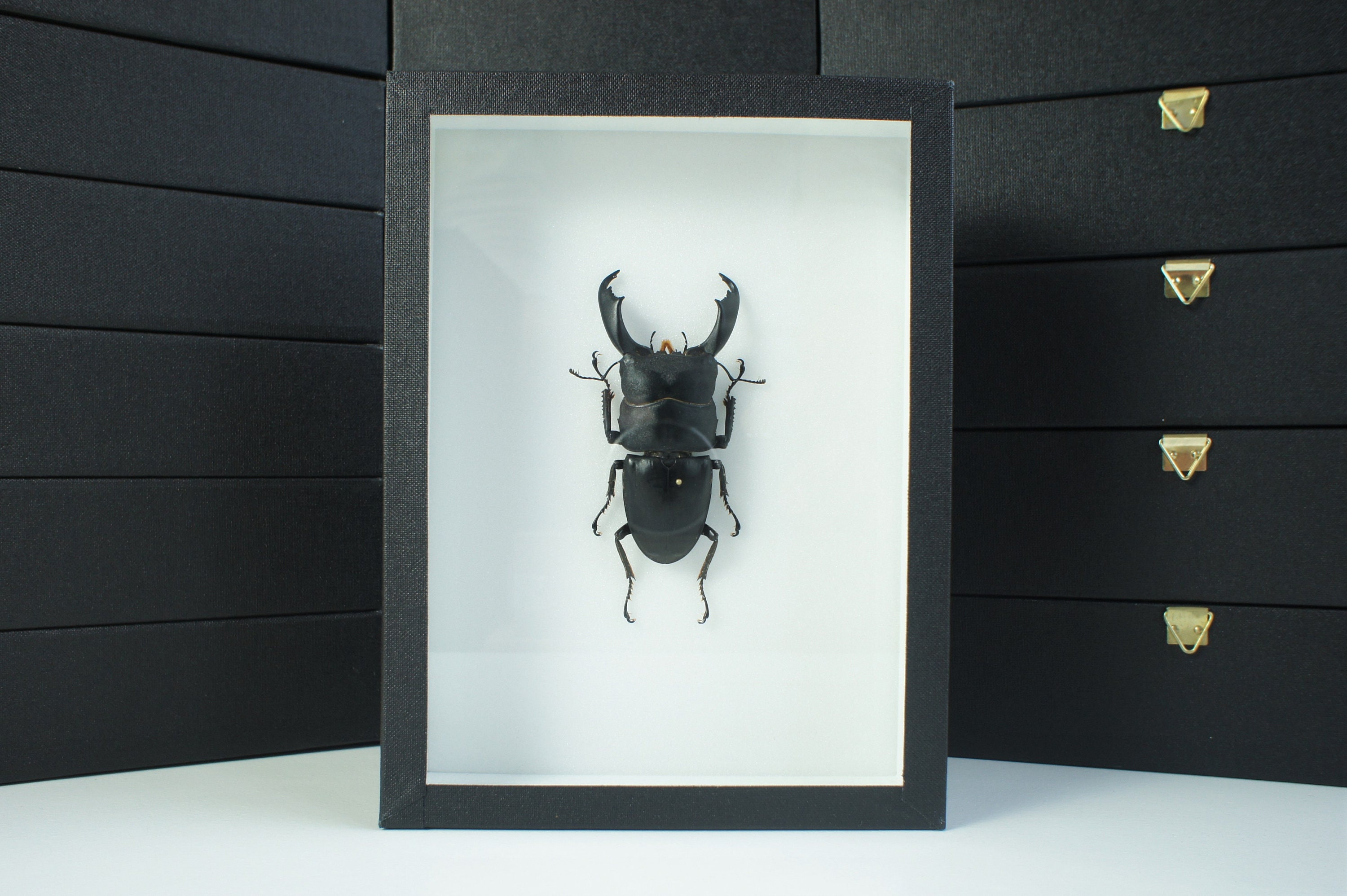 Insecte Naturalisé, Cadre Entomologie - Coléoptère Dorcus Titanus