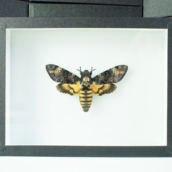 Papillon sphinx tête de mort naturalisé sous cadre : Acherontia atropos (insecte, entomologie, taxidermie)