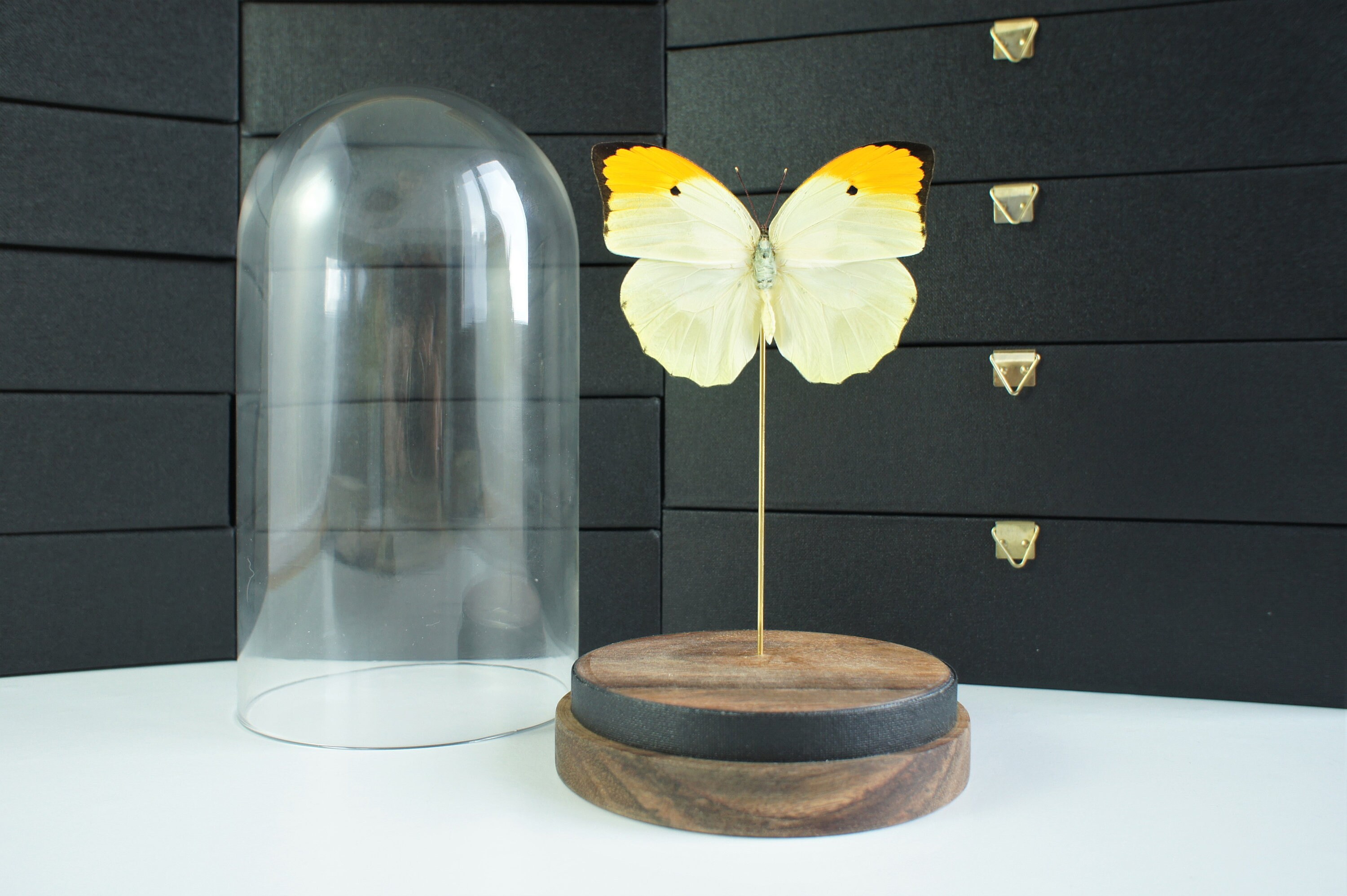 Insecte Naturalisé, Cloche Entomologie - Papillon Anteos Menippe