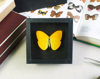 Papillon naturalisé : Phoebis philea (Entomologie, insecte, taxidermie)