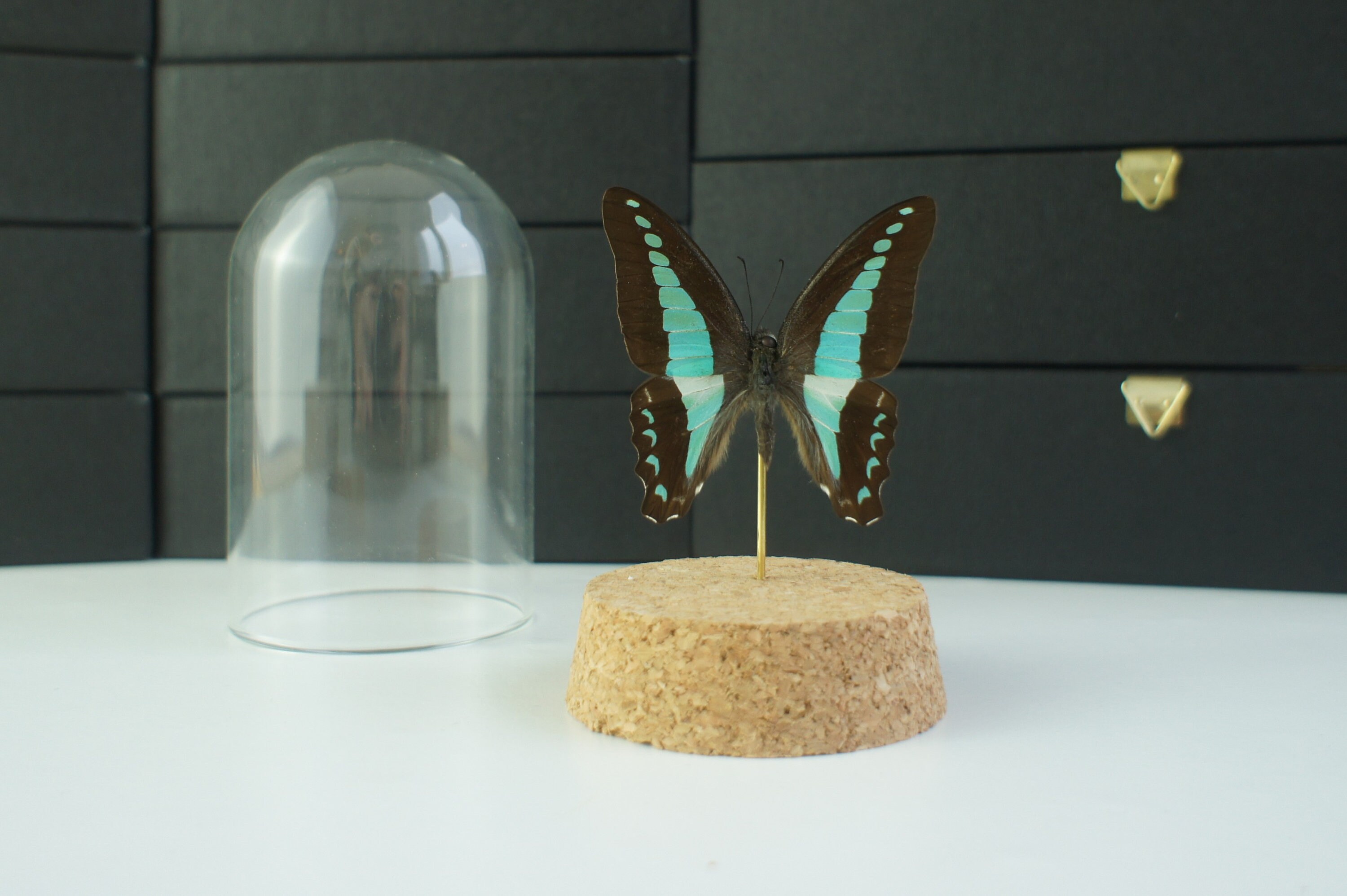 Insecte Naturalisé, Cloche Entomologie - Papillon Graphium Sarpedon