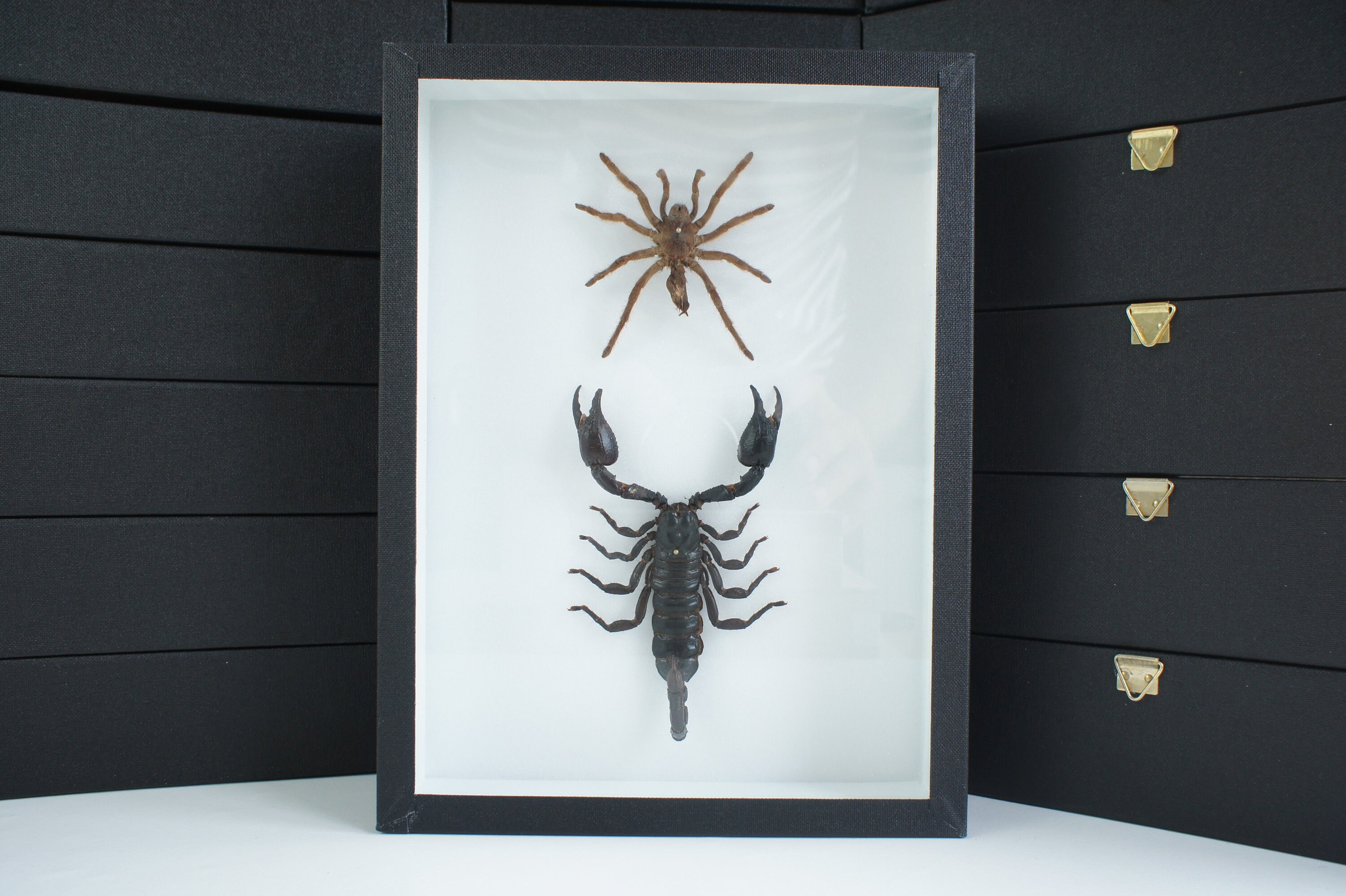 Insecte Naturalisé,
