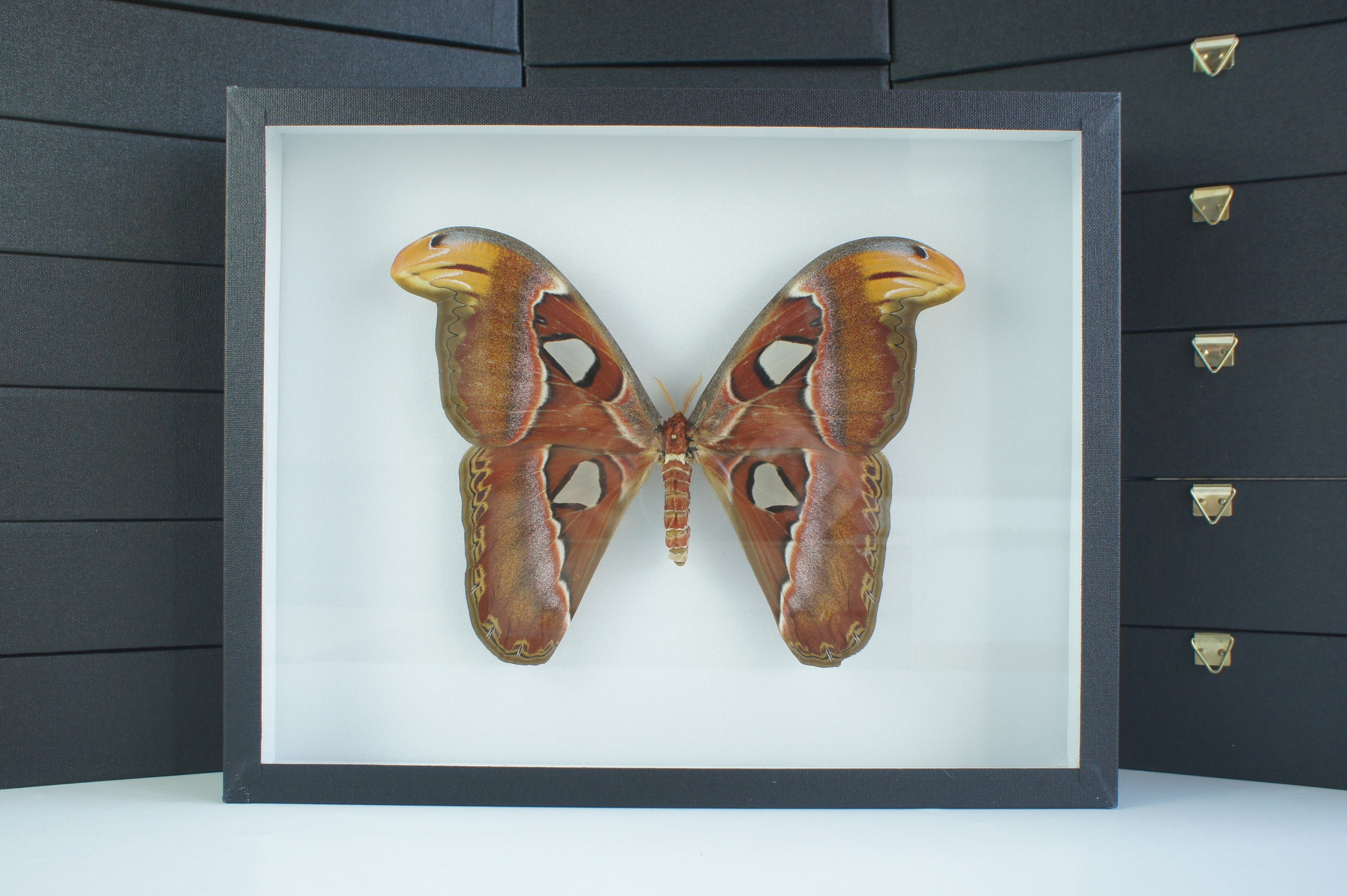 Insecte Naturalisé, Cadre Entomologie - Papillon Attacus Atlas