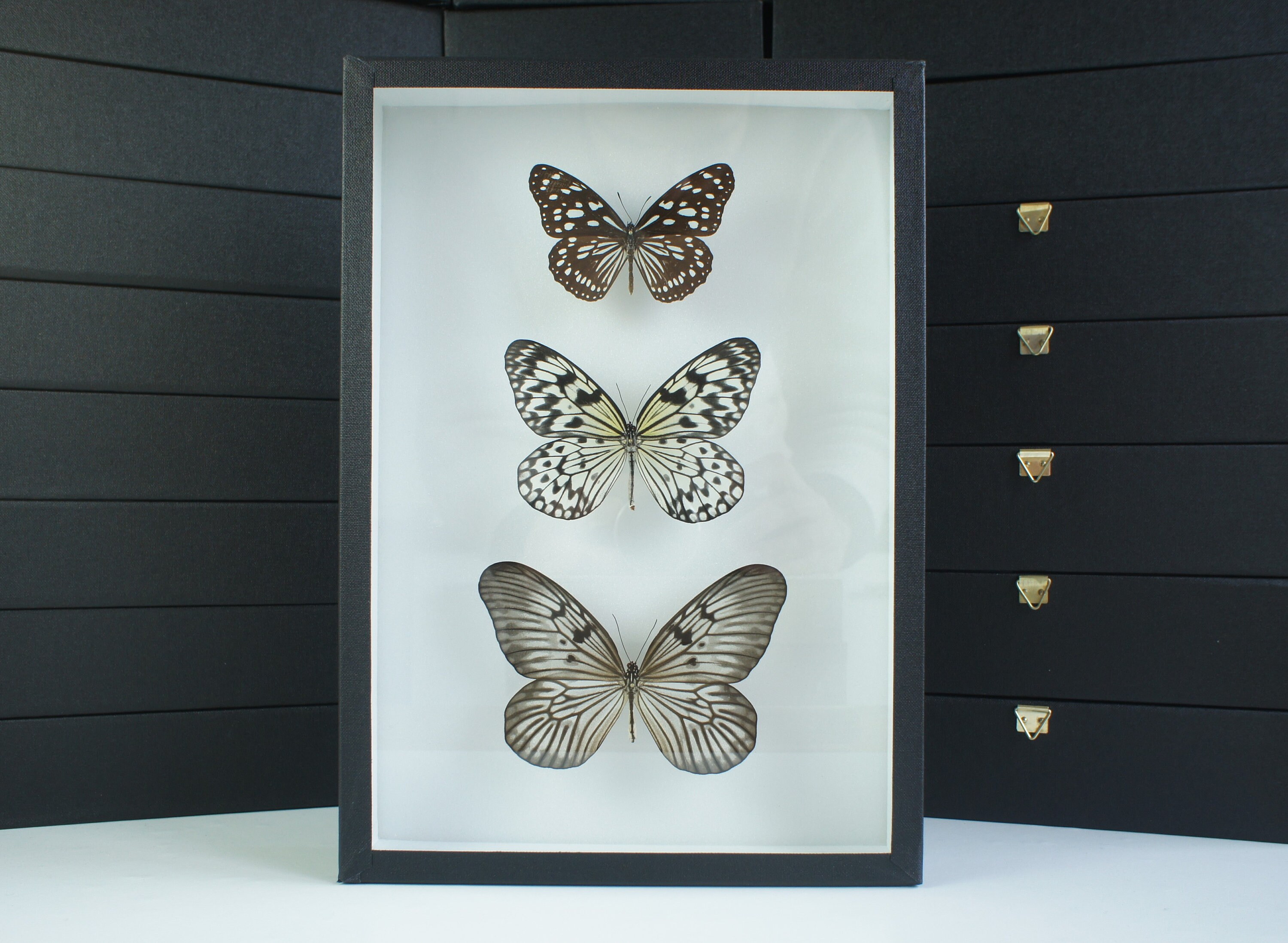 Insecte Naturalisé, Cadre Entomologie - Papillons Trio Nymphalidae