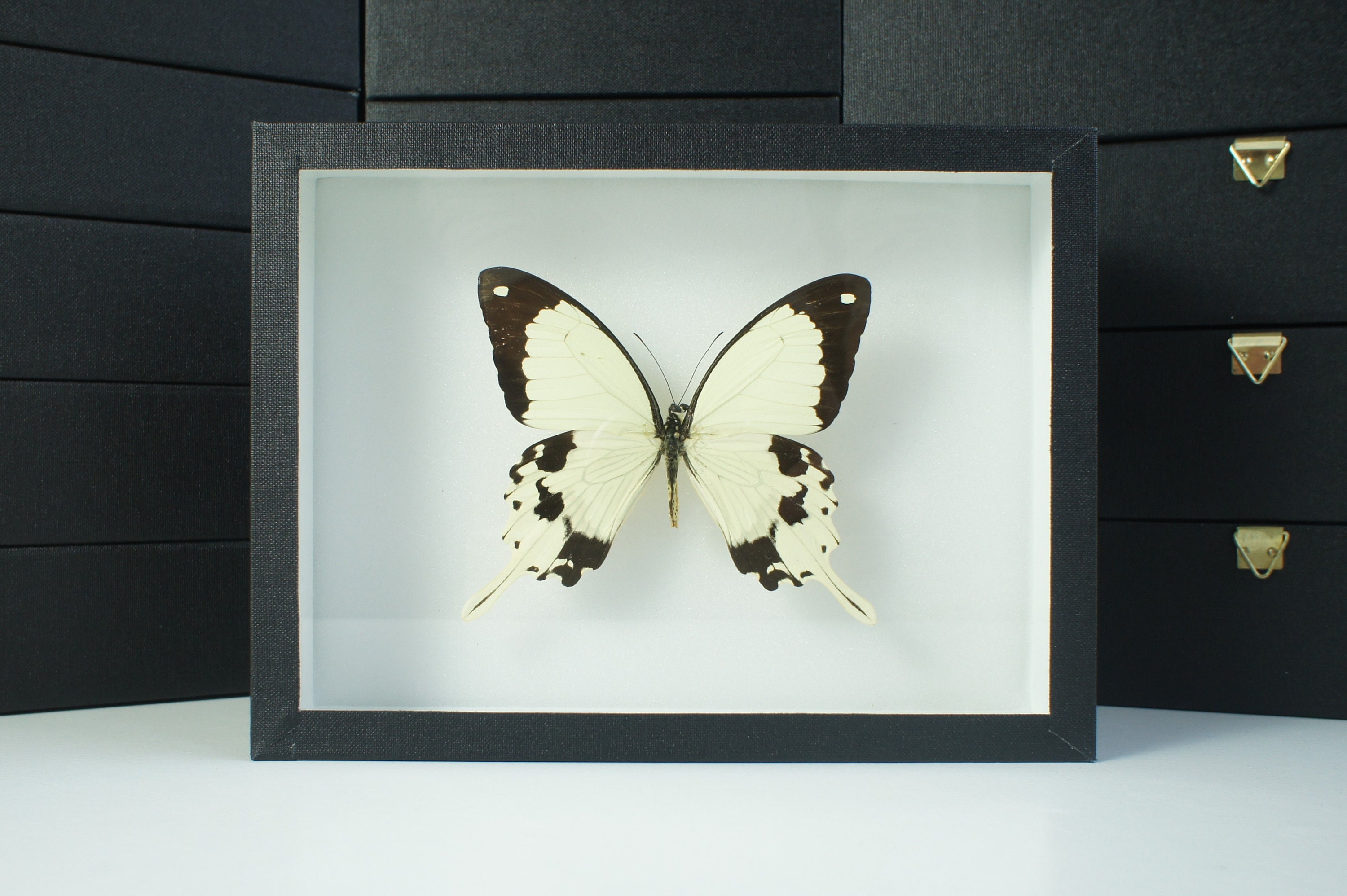 Insecte Naturalisé, Cadre Entomologie - Papillon Papilio Dardanus