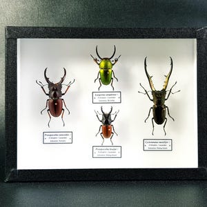 Peut inclure: Une vitrine encadrée présentant quatre scarabées conservés. Les scarabées sont montés sur un fond blanc avec leurs noms scientifiques et leurs lieux d'origine imprimés en dessous. Le cadre est noir avec un passe-partout blanc.