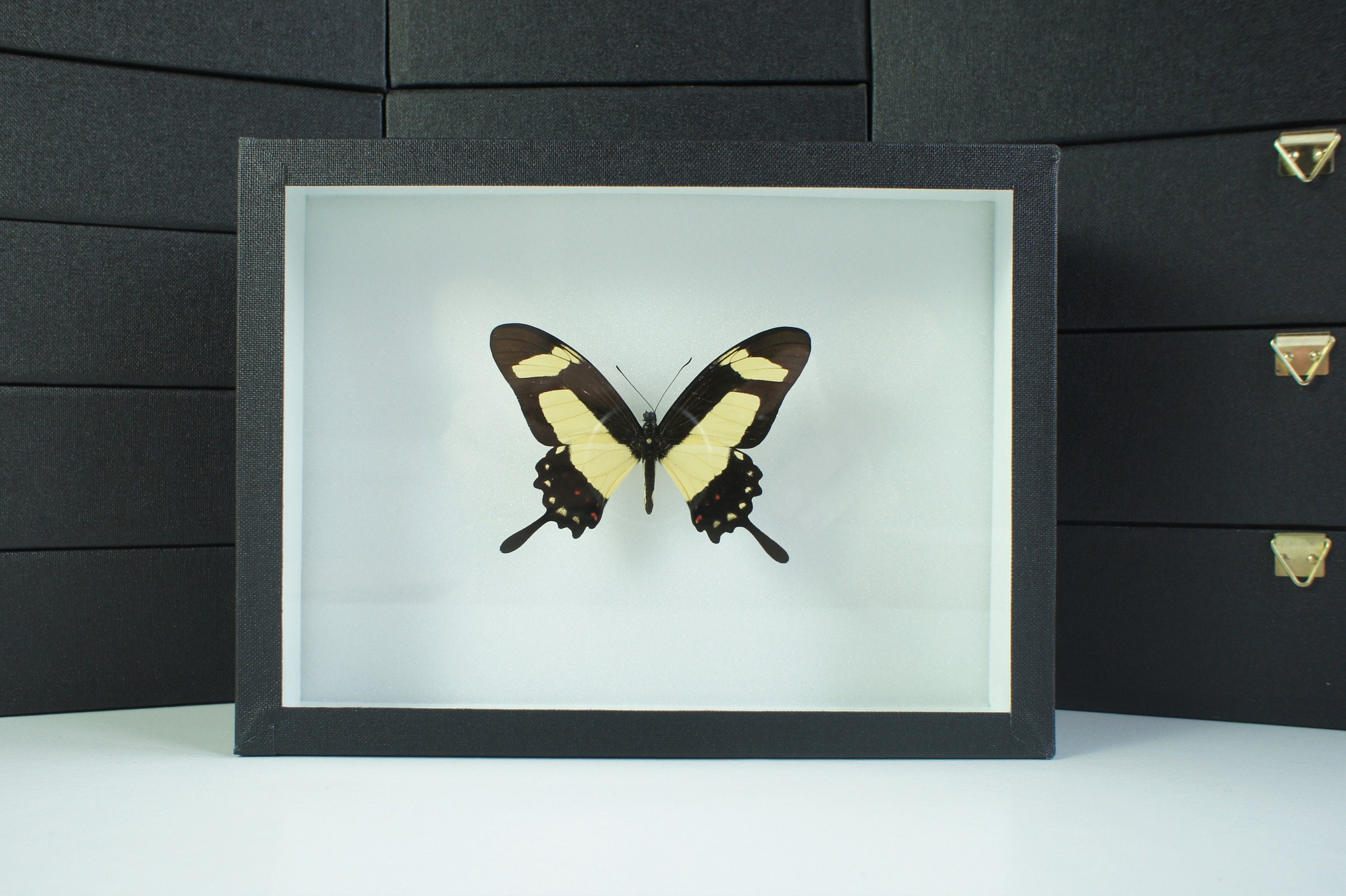 Insecte Naturalisé, Cadre Entomologie - Papillon Papilio Torquatus