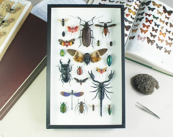 Collection d'insecte naturalisés sous vitrine (Entomologie, taxidermie)