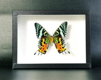 Papillon naturalisé en boite entomologique : véritable Chrysiridia rhipheus (verso) - (Insecte, entomologie, taxidermie, urania)