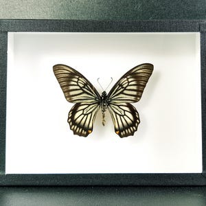 Peut inclure: Un papillon noir et blanc avec une bordure blanche est monté dans un cadre noir. Le papillon est présenté sur un fond blanc.