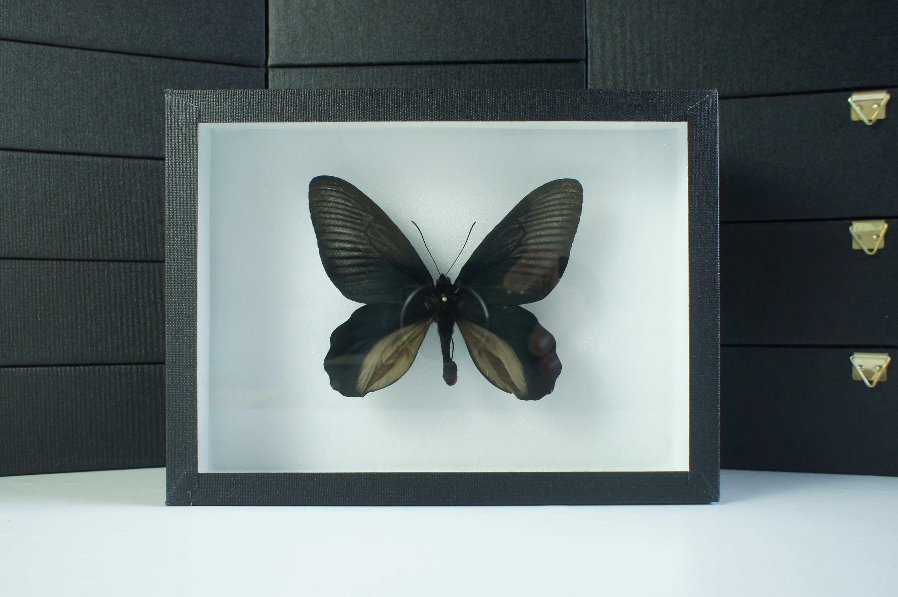 Insecte Naturalisé, Cadre Entomologie - Papillon Atrophaneura Dixoni