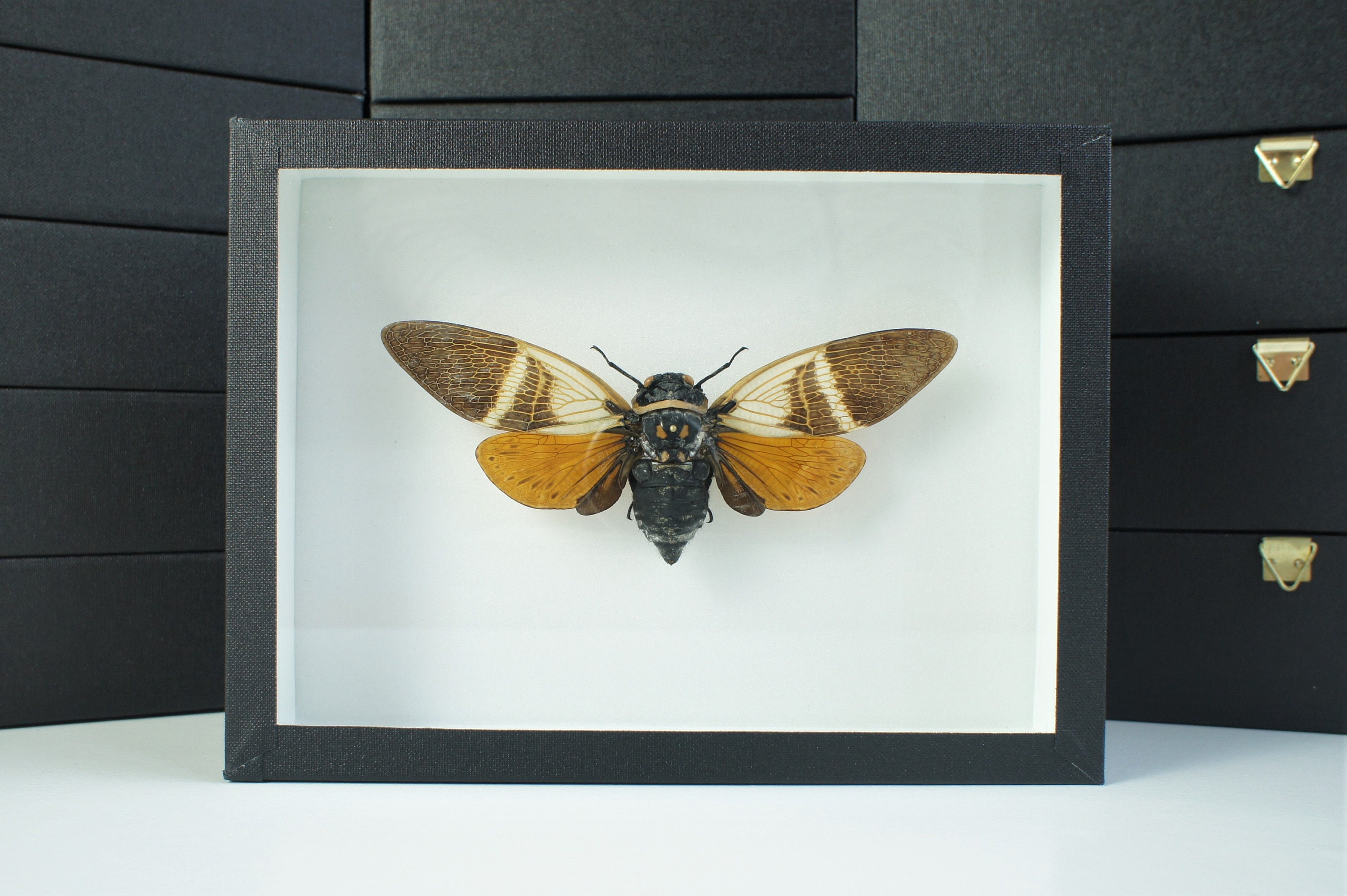 Insecte Naturalisé, Cadre Entomologie - Cigale Angamiana Floridula