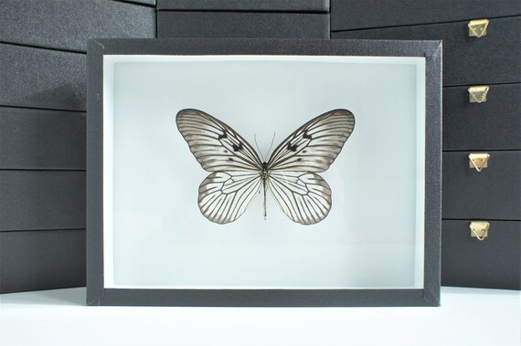 Insecto naturalizado marco entomológico Idea - Etsy España