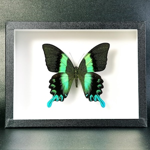 Papillon naturalisé en cadre entomologique : Papilio blumei - (Insecte, taxidermie, entomologie, curiosité)