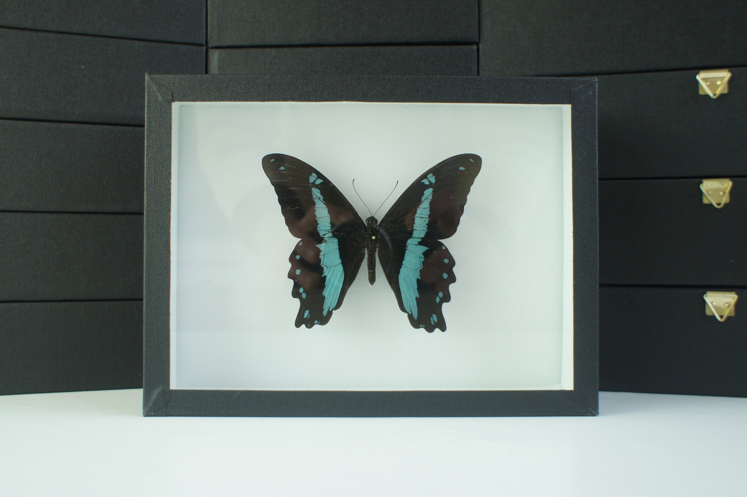 Insecte Naturalisé, Cadre Entomologie - Papillon Papilio Nireus | D2