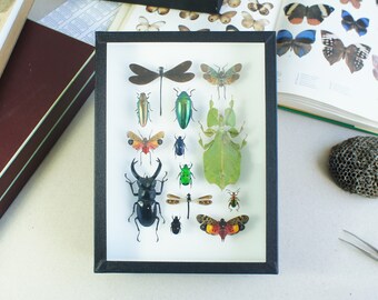 Sammlung eingebürgerter Insekten in einem entomologischen Rahmen (Taxidermie, Entomologie)