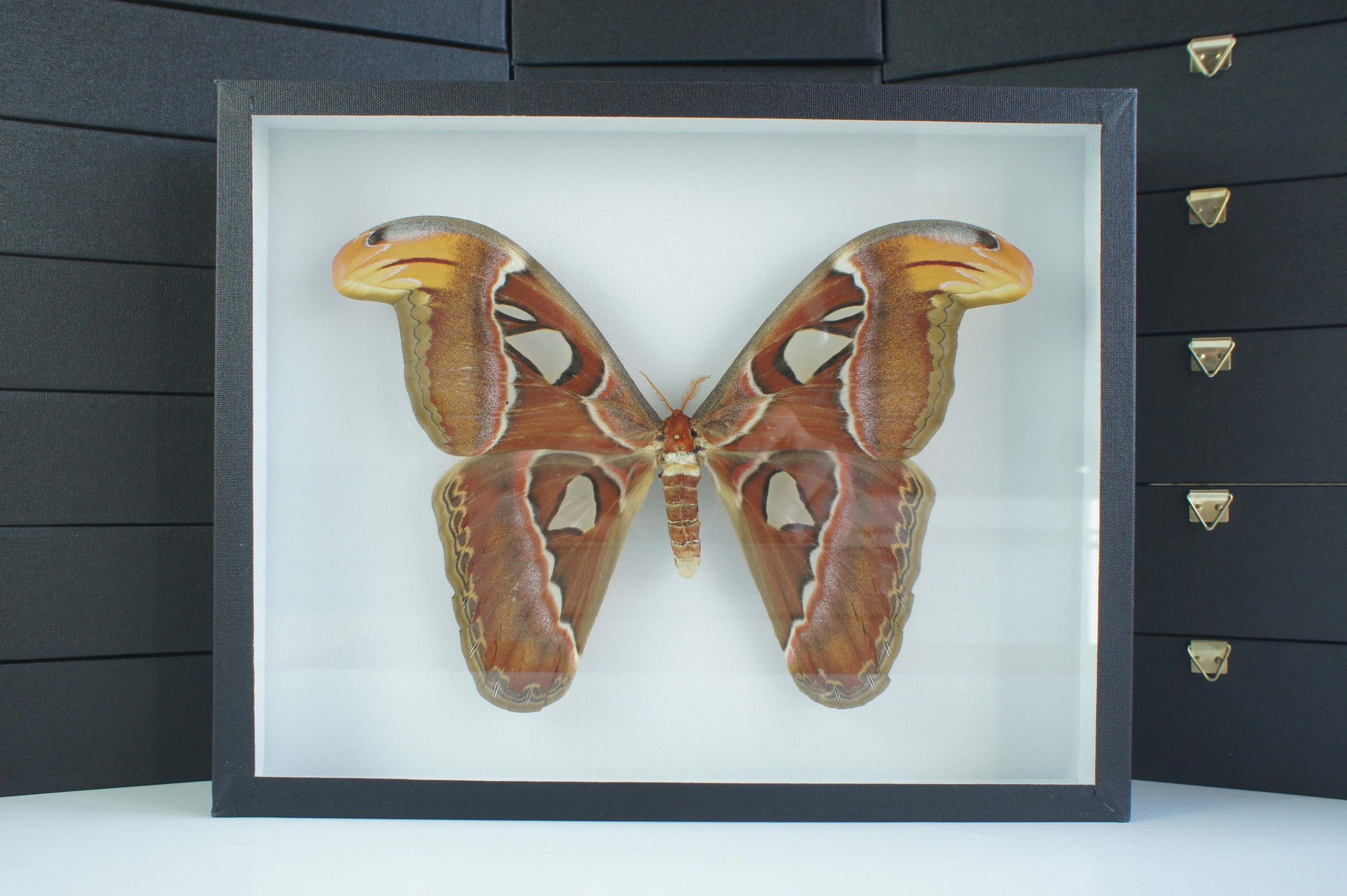 Insecte Naturalisé, Cadre Entomologie - Papillon Attacus Atlas